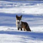 fox snow 1086 150x150 Le renard et lenfant/ The fox and the child (2007)