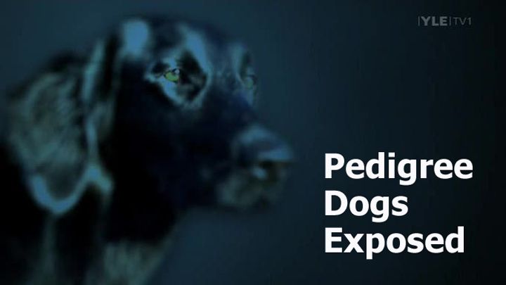 pedigreedogsexposedcove Saramon: Pedigree Dogs Exposed (2008)