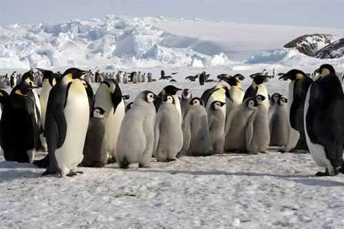 manchotEmpereur March of the Penguins (2005)
