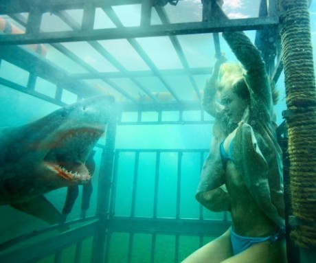 shark night 3d poza 2 460x383 Shark Night 3D (2011)