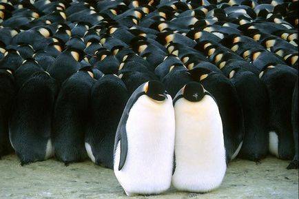 848994833 March of the Penguins (2005)