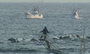 the cove 1 300x180 The Cove (2009)