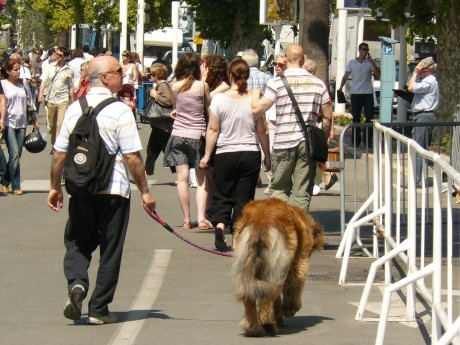 P1150293 460x345 Jurnal de Cannes: 7 Orasul Cannes