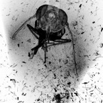 9.-DEATH-OF-AN-INSECT_still-350×250