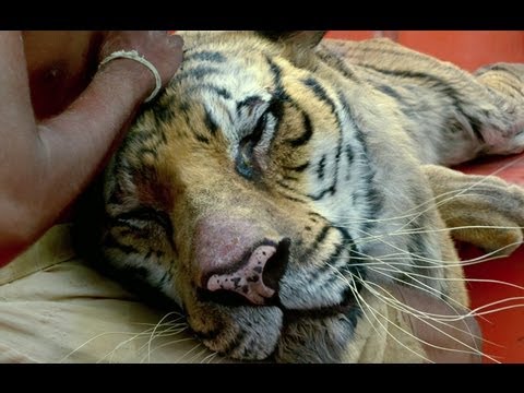 Life of Pi (2012)