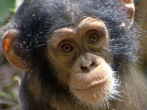 [Trailer] Chimpanzee