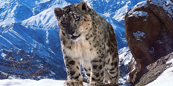 planet earth 2 1